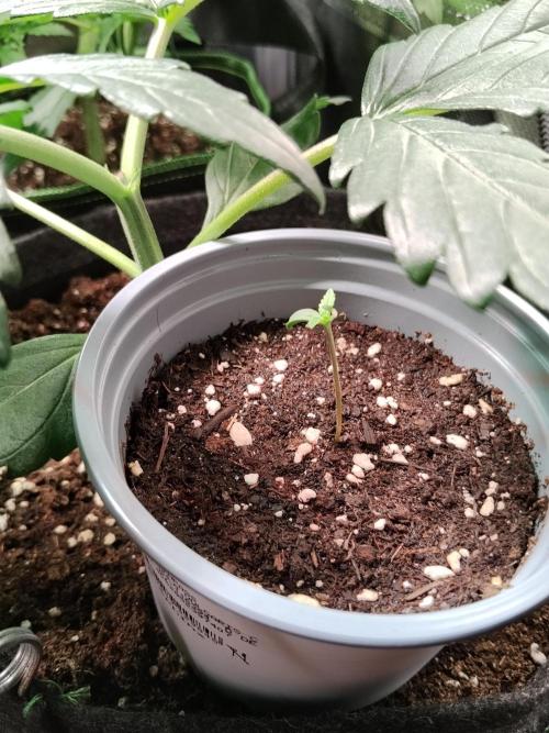 Gelato Auto 1st try. Week 0