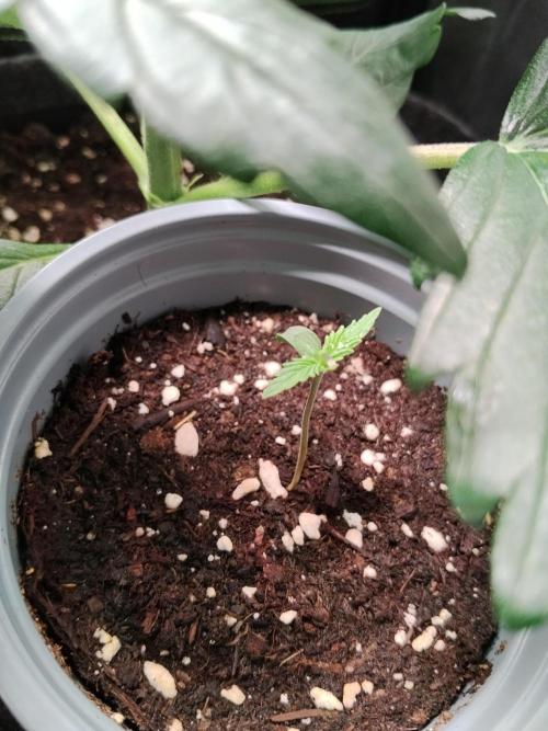 Gelato Auto 1st try. Week 0