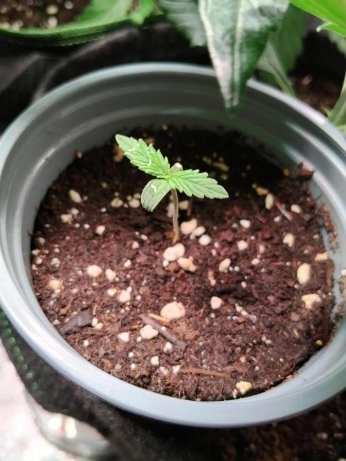 Gelato Auto 1st try. Week 0