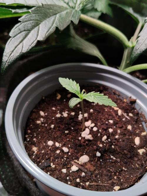 Gelato Auto 1st try. Week 0