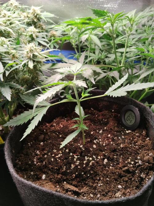 Gelato Auto 1st try. Week 3