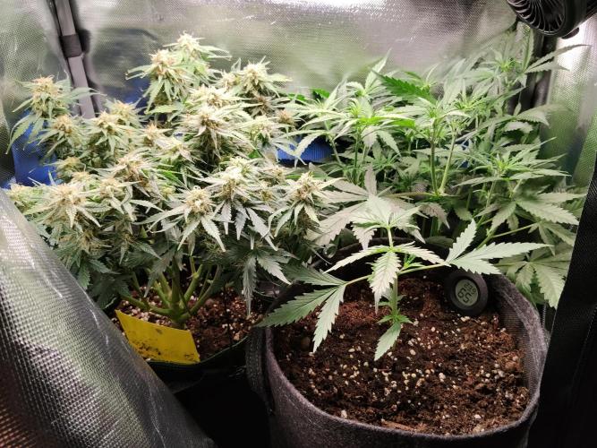 Gelato Auto 1st try. Week 3