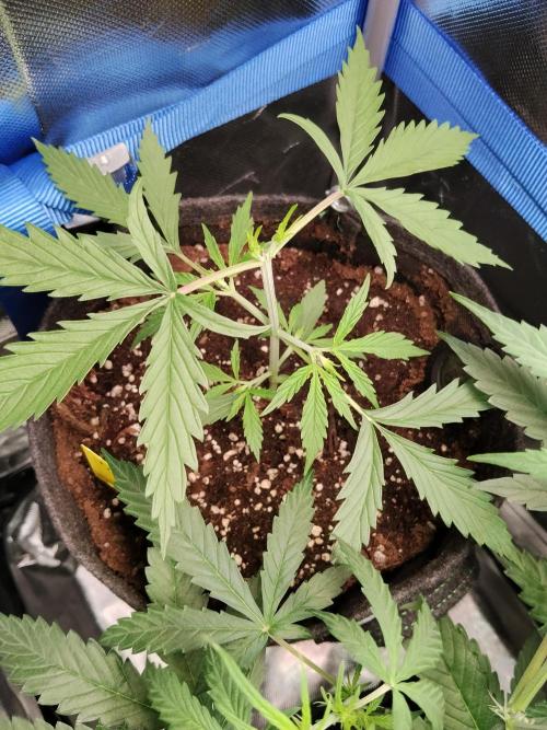 Gelato Auto 1st try. Week 3