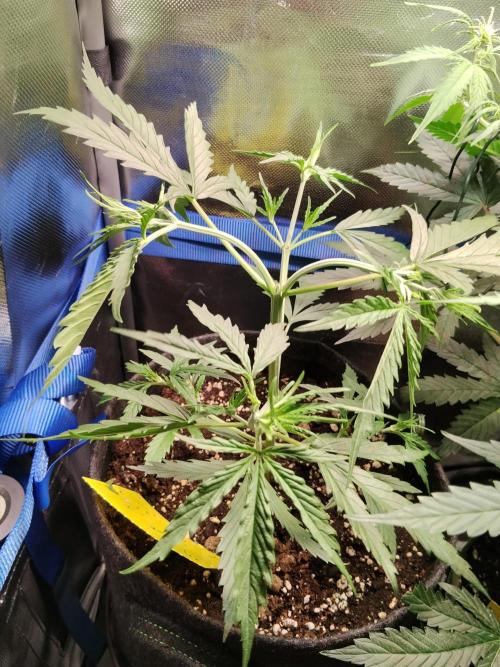 Gelato Auto 1st try. Week 4