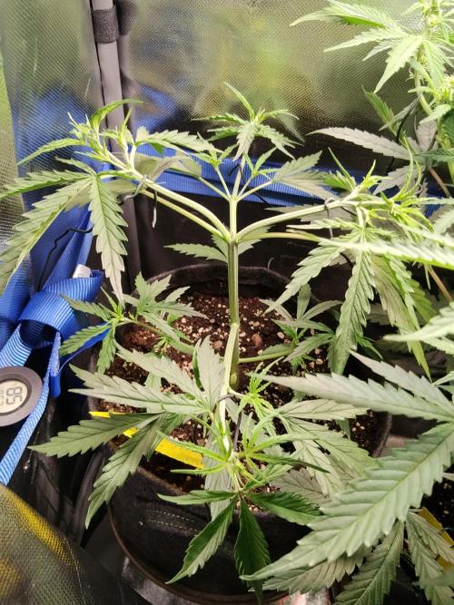 Gelato Auto 1st try. Week 4