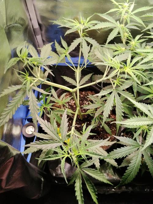 Gelato Auto 1st try. Week 4