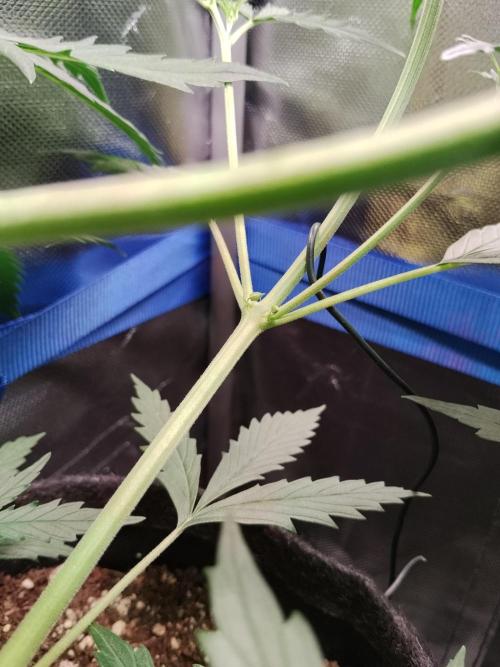 Gelato Auto 1st try. Week 5