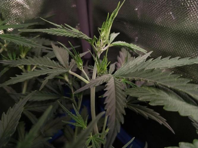 Gelato Auto 1st try. Week 5