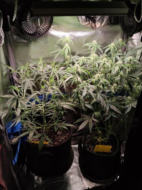 Gelato Auto 1st try. Week 5
