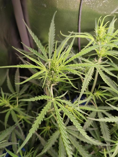 Gelato Auto 1st try. Week 6