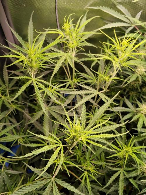 Gelato Auto 1st try. Week 6