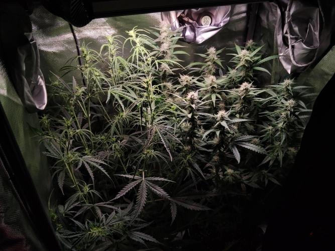 Gelato Auto 1st try. Week 6