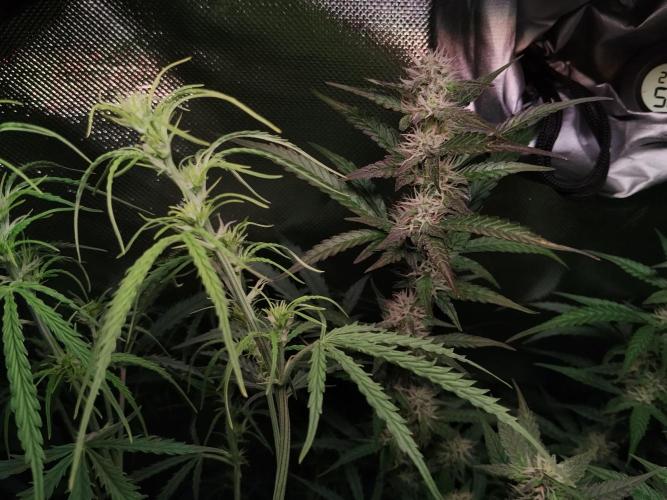 Gelato Auto 1st try. Week 6