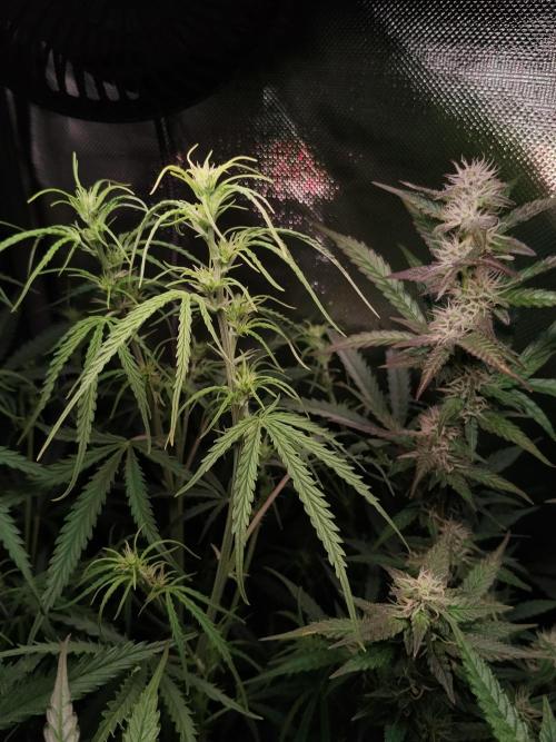 Gelato Auto 1st try. Week 6