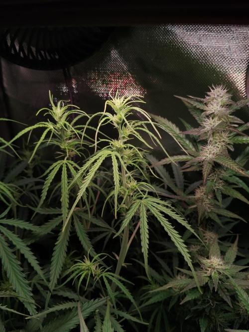 Gelato Auto 1st try. Week 6