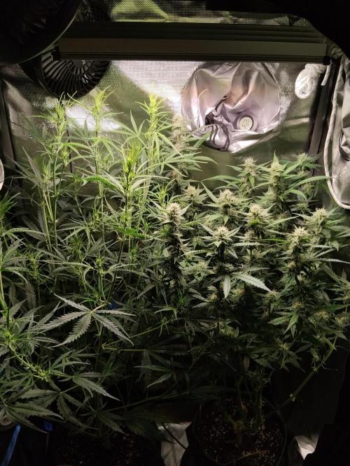 Gelato Auto 1st try. Week 6
