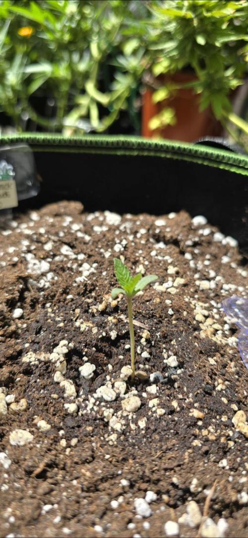 Green Crack Auto. Week 0