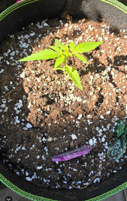 Green Crack Auto FastBuds. Week 1