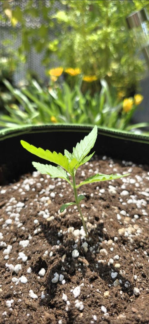 Fast Buds - Green Crack Auto by Dolle420