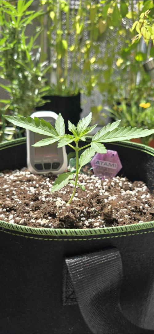 Green Crack Auto FastBuds. Week 3