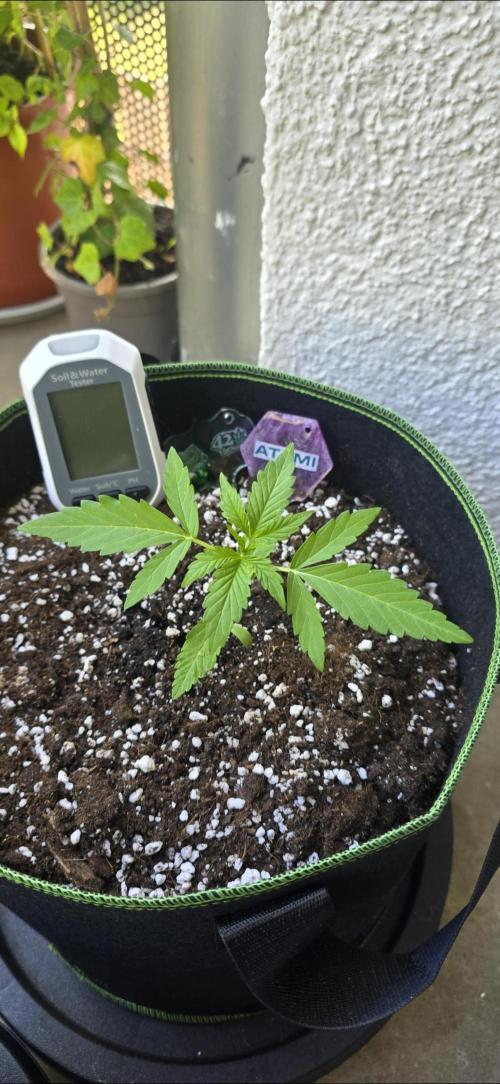 Green Crack Auto FastBuds. Week 3