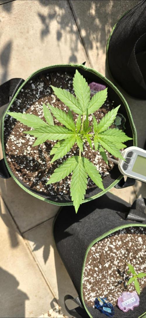 Green Crack Auto FastBuds. Week 3