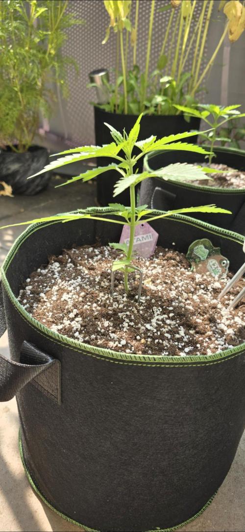Green Crack Auto FastBuds. Week 3