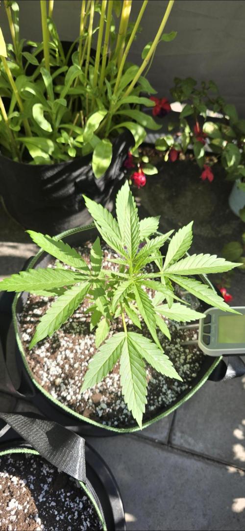 Green Crack Auto FastBuds. Week 3