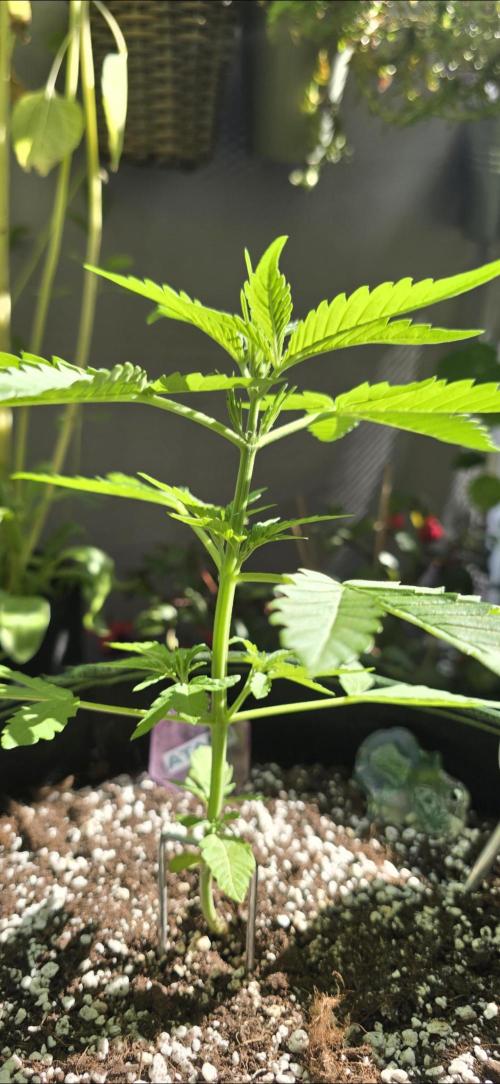 Green Crack Auto FastBuds. Week 3