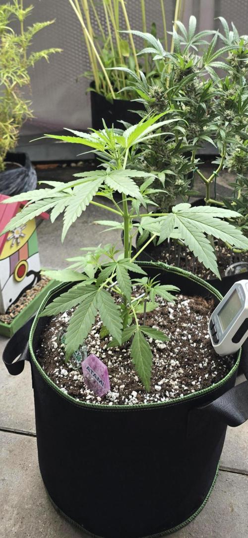 Green Crack Auto FastBuds. Week 4