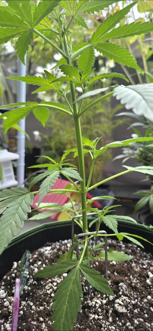 Green Crack Auto FastBuds. Week 4
