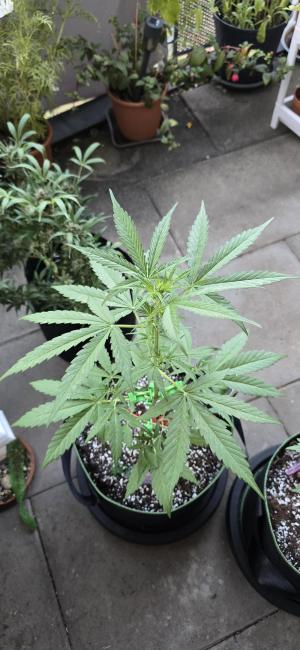Comment by Dolle420 photo #2
