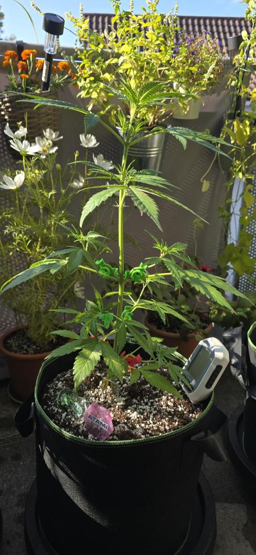 Fast Buds - Green Crack Auto by Dolle420
