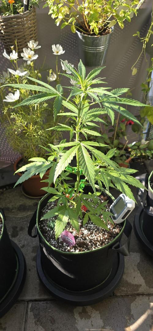 Fast Buds - Green Crack Auto by Dolle420