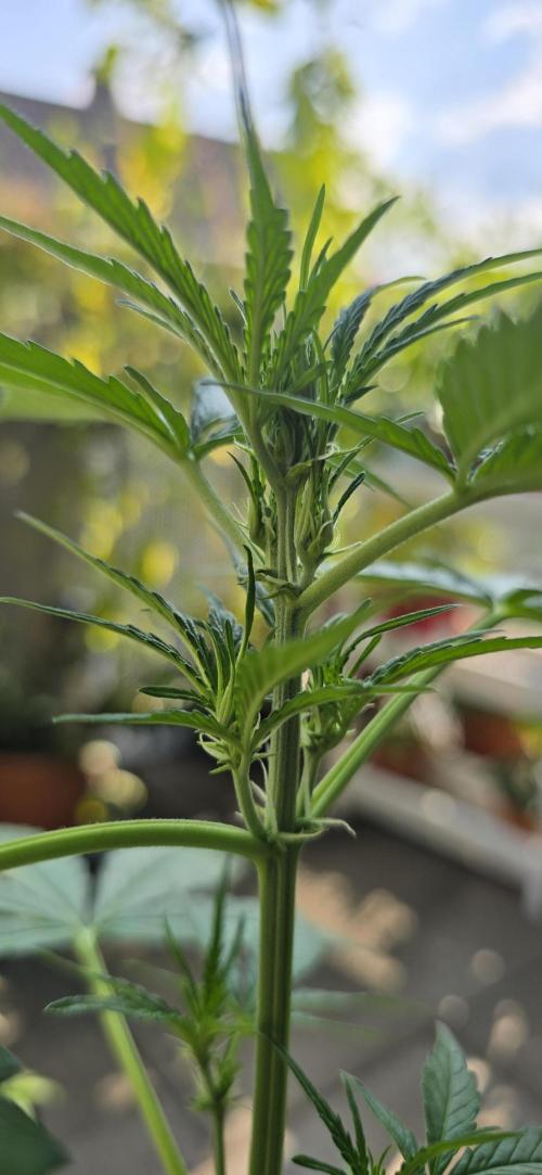 Green Crack Auto FastBuds. Week 5