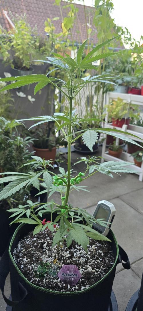 Green Crack Auto FastBuds. Week 5