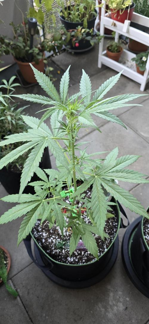 Green Crack Auto FastBuds. Week 5