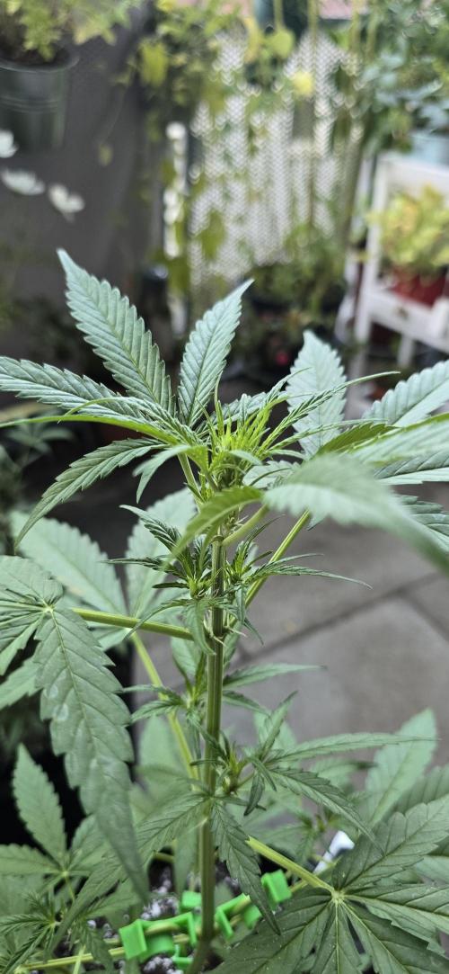 Green Crack Auto FastBuds. Week 5