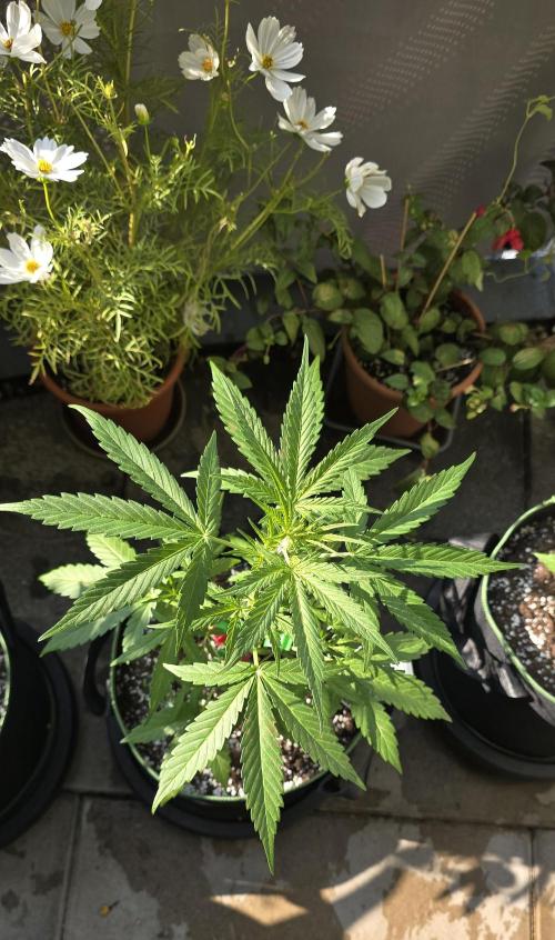 Fast Buds - Green Crack Auto by Dolle420