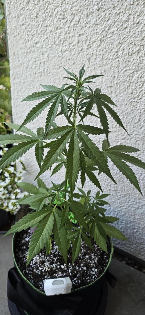 Green Crack Auto FastBuds. Week 5