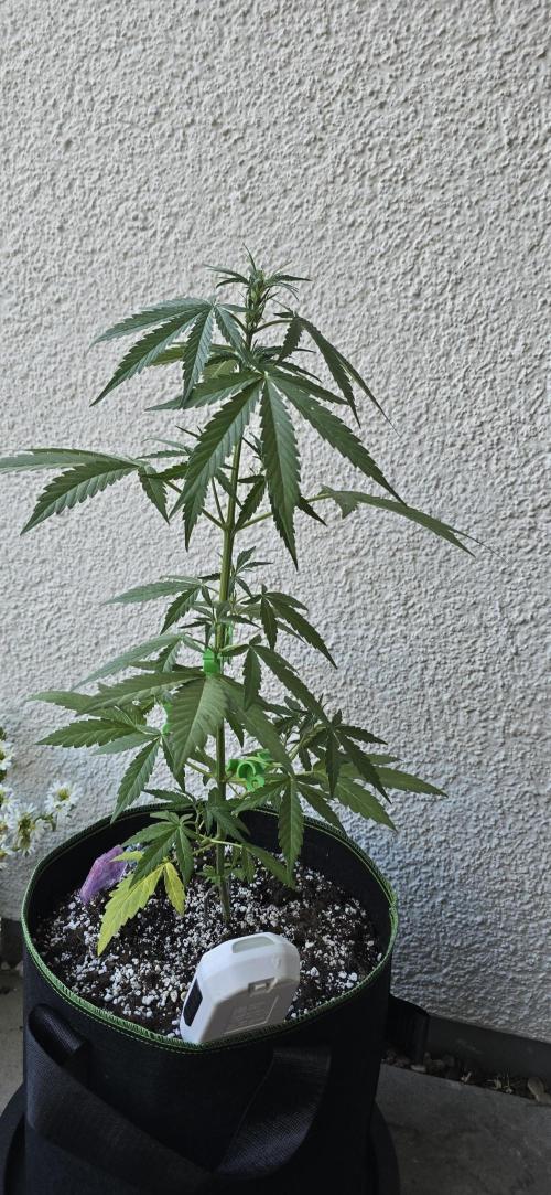Green Crack Auto FastBuds. Week 5