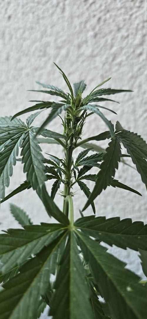 Green Crack Auto FastBuds. Week 5