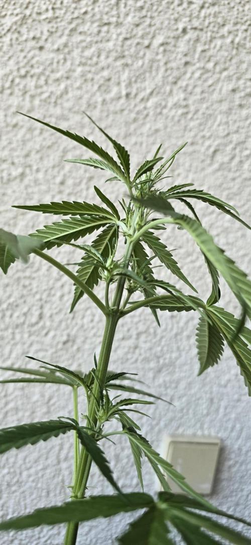 Green Crack Auto FastBuds. Week 5