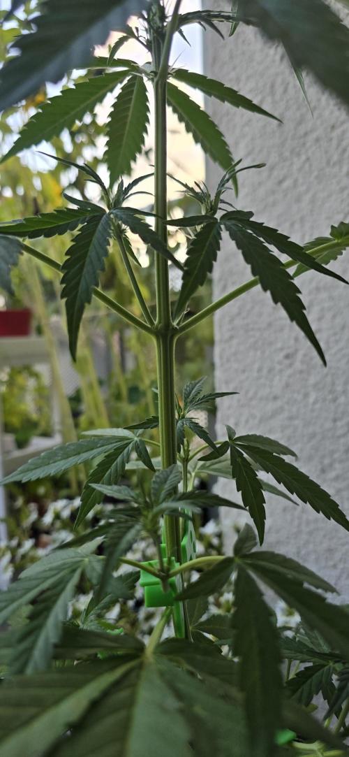Green Crack Auto FastBuds. Week 5