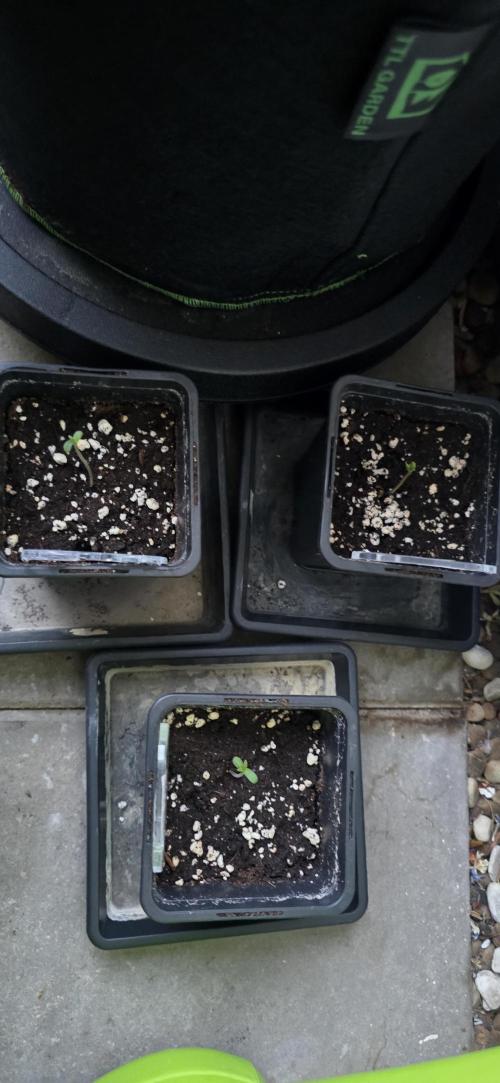 TropicanaCookies, LemonMuffin, TrueMints. Week 0