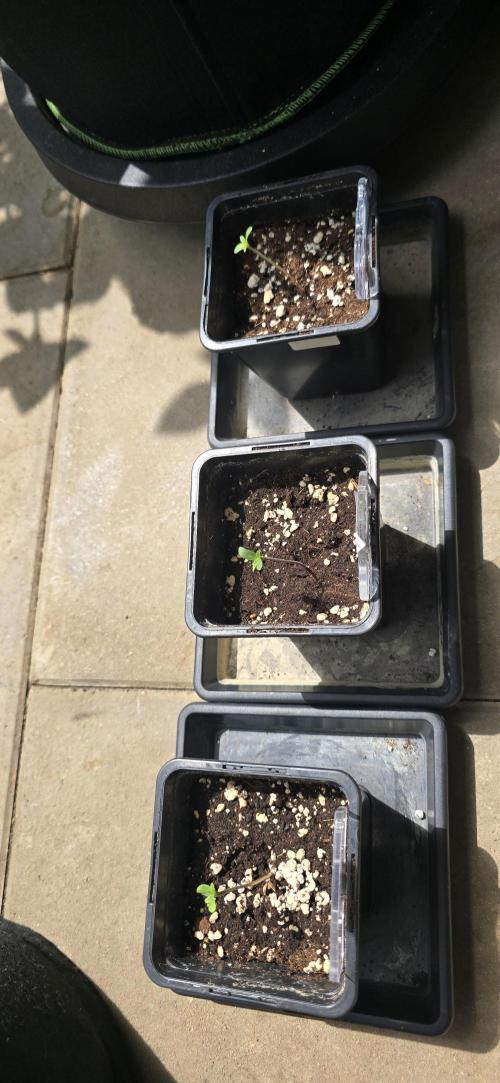 TropicanaCookies, LemonMuffin, TrueMints. Week 0