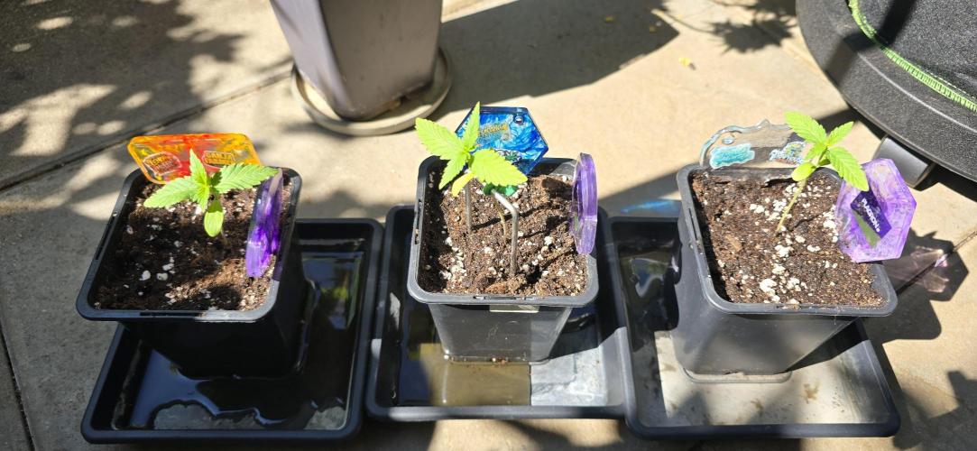 TropicanaCookies, LemonMuffin, TrueMints. Week 0