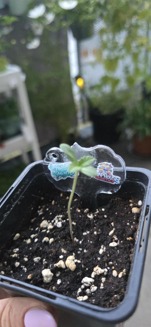 TropicanaCookies, LemonMuffin, TrueMints. Week 0