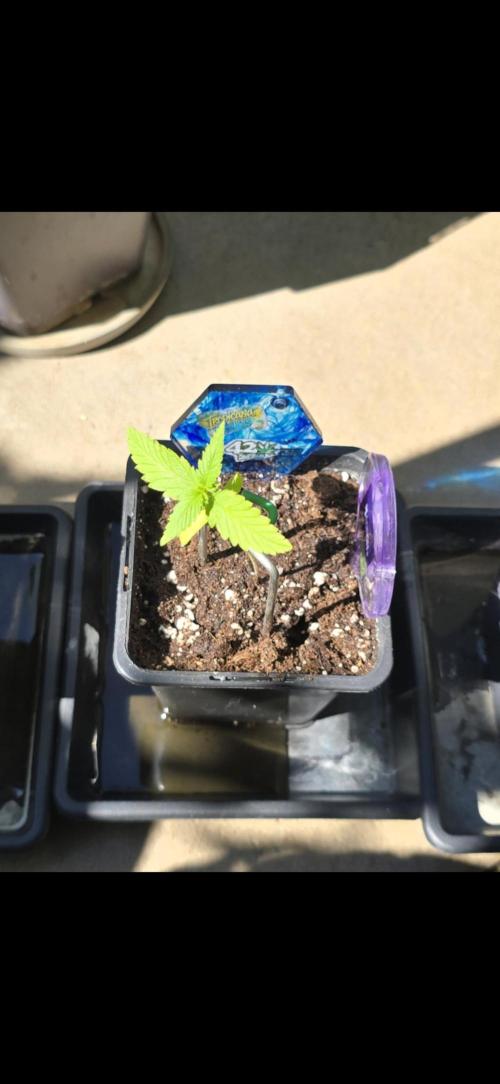 TropicanaCookies, LemonMuffin, TrueMints. Week 0