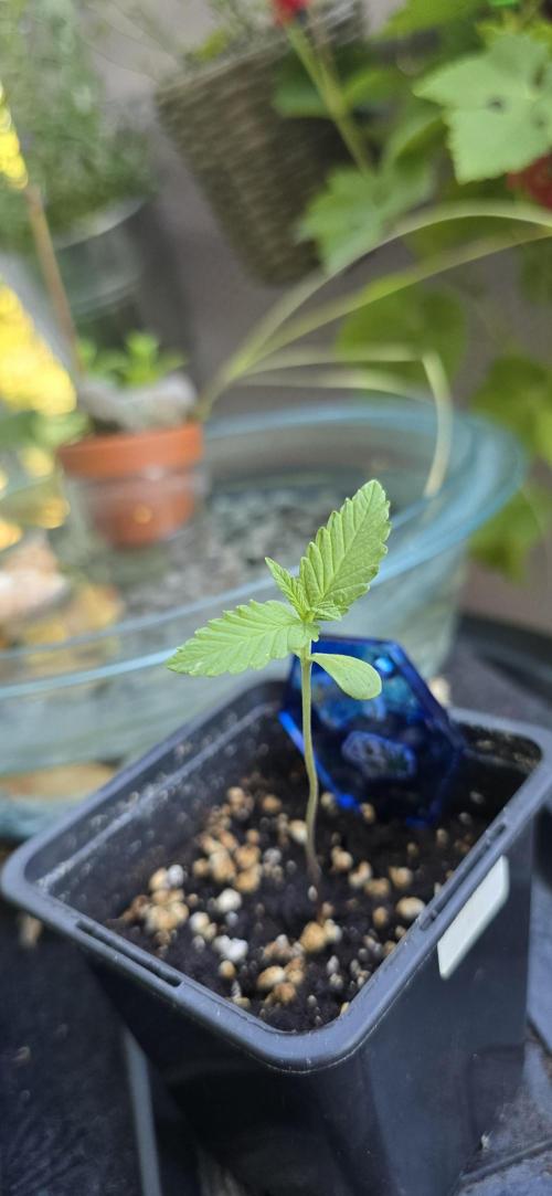 TropicanaCookies, LemonMuffin, TrueMints. Week 0